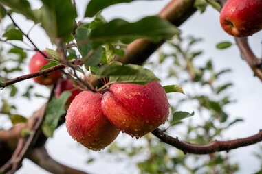 Apples for the picking at Kuroishi orchard.